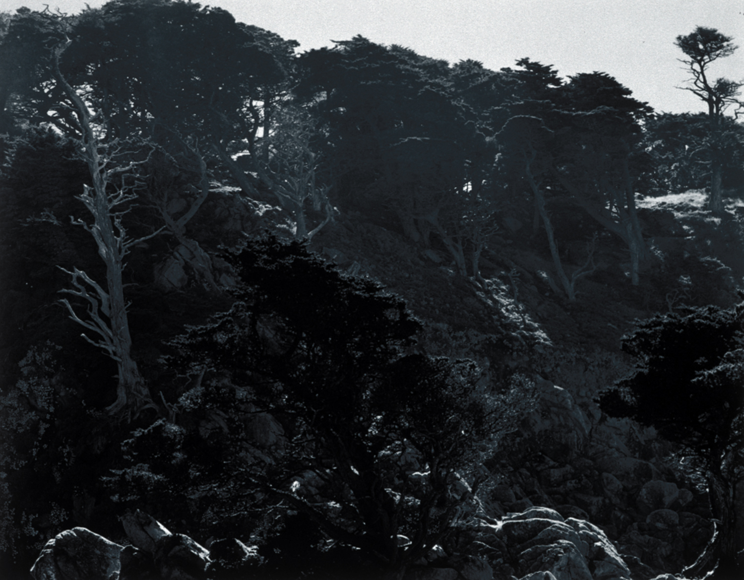 photograph%2C%20Fog%20and%20Cypress%2C%20Point%20Lobos